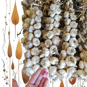 Aglio Rosso della Vallelonga biologico in treccia artigianale La Scertjia @ilmanieroinvallelonga
