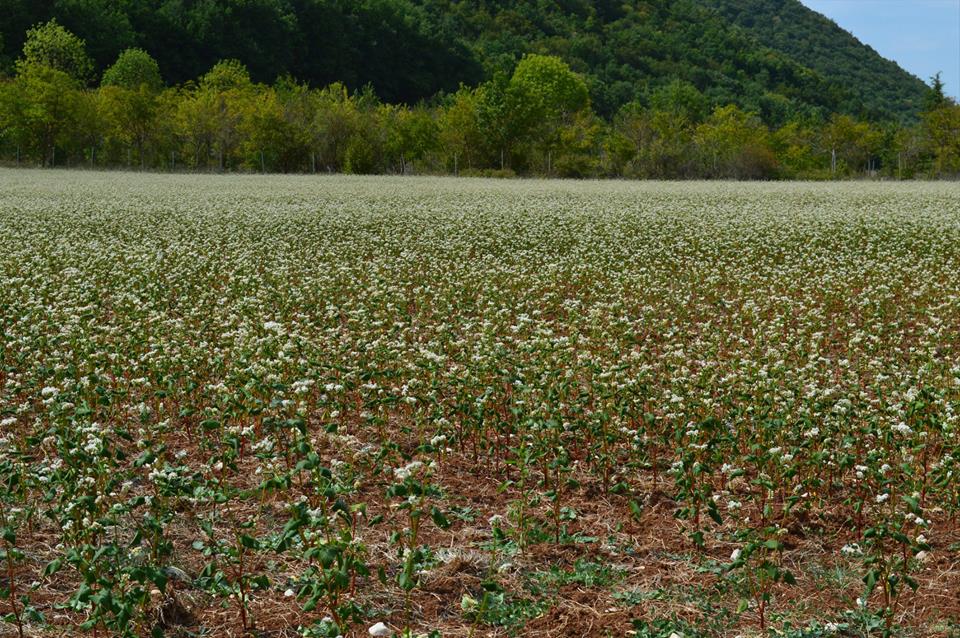 campo di grano saraceno