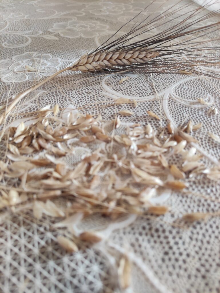 SPIGA E GRANELLA DI SARAGOLLA