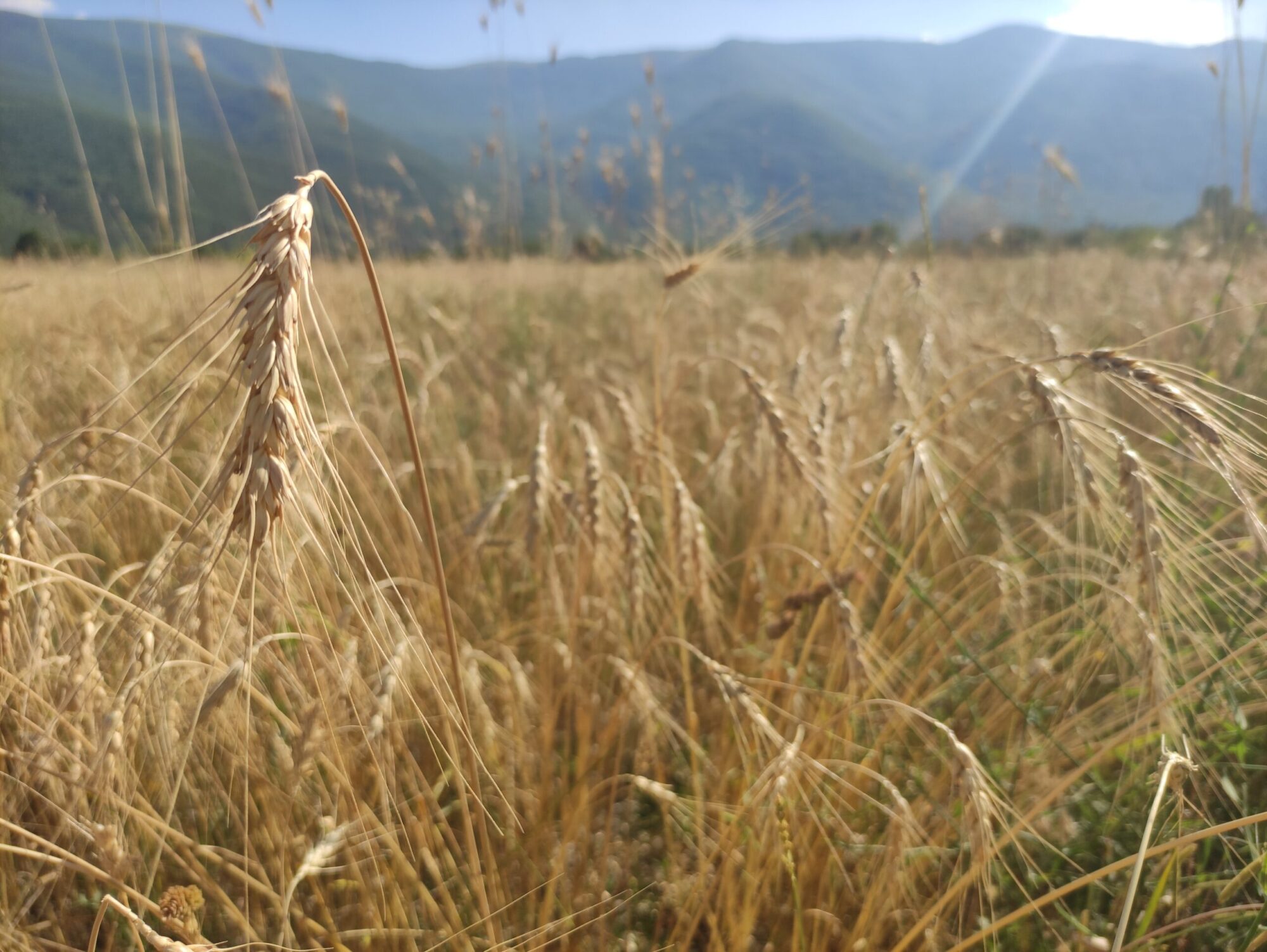 spiga di grano tenero solina d'abruzzo