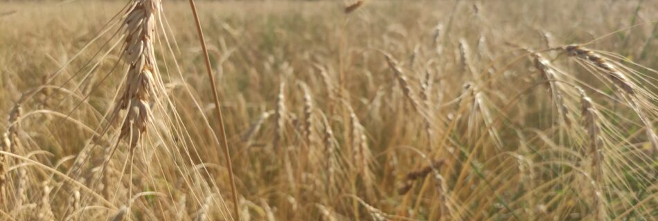 spiga di grano tenero solina d'abruzzo