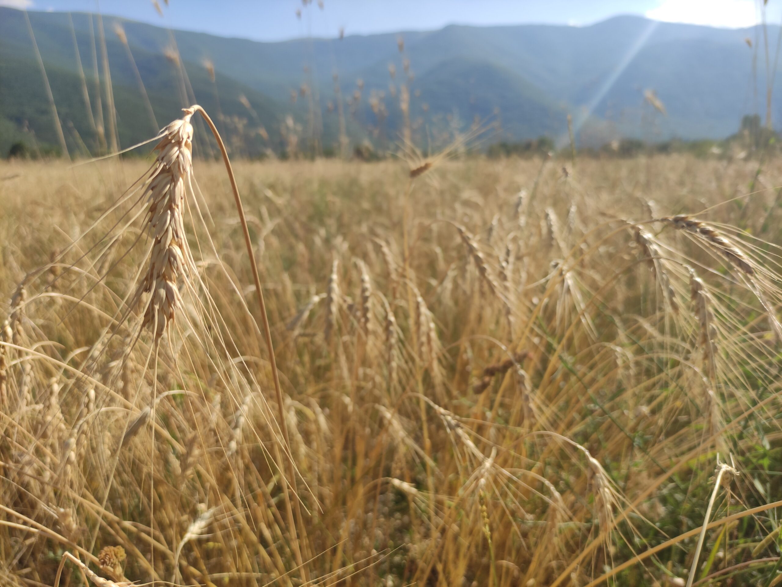 spiga di grano tenero solina d'abruzzo