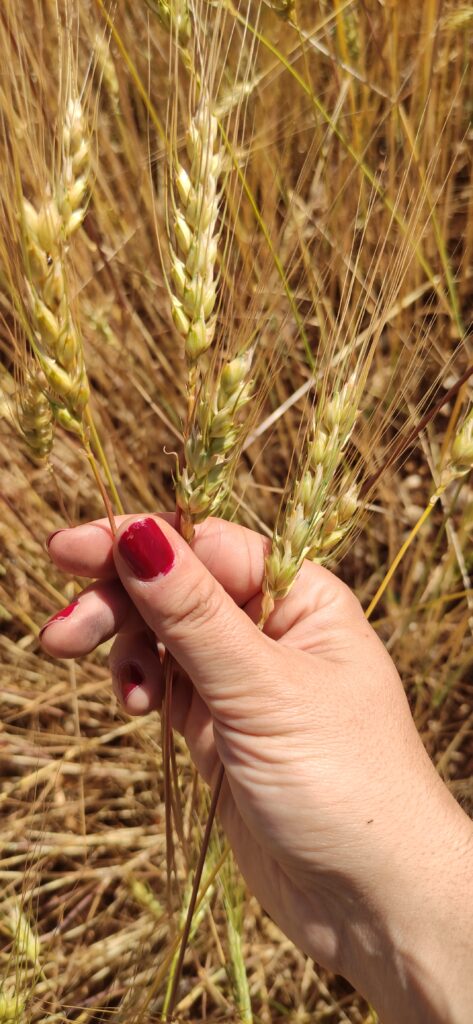 spighe di grani antichi @ilmanieroinvallelonga #sciccisalazappa