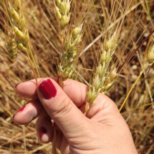 Grani Antichi e Farine d'Abruzzo | Il Maniero in Vallelonga