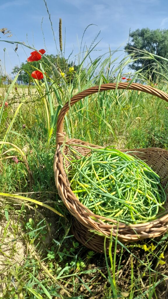 Scapi fiorali di aglio rosso freschi - zolle talli di aglio rosso in mazzetti crastateji