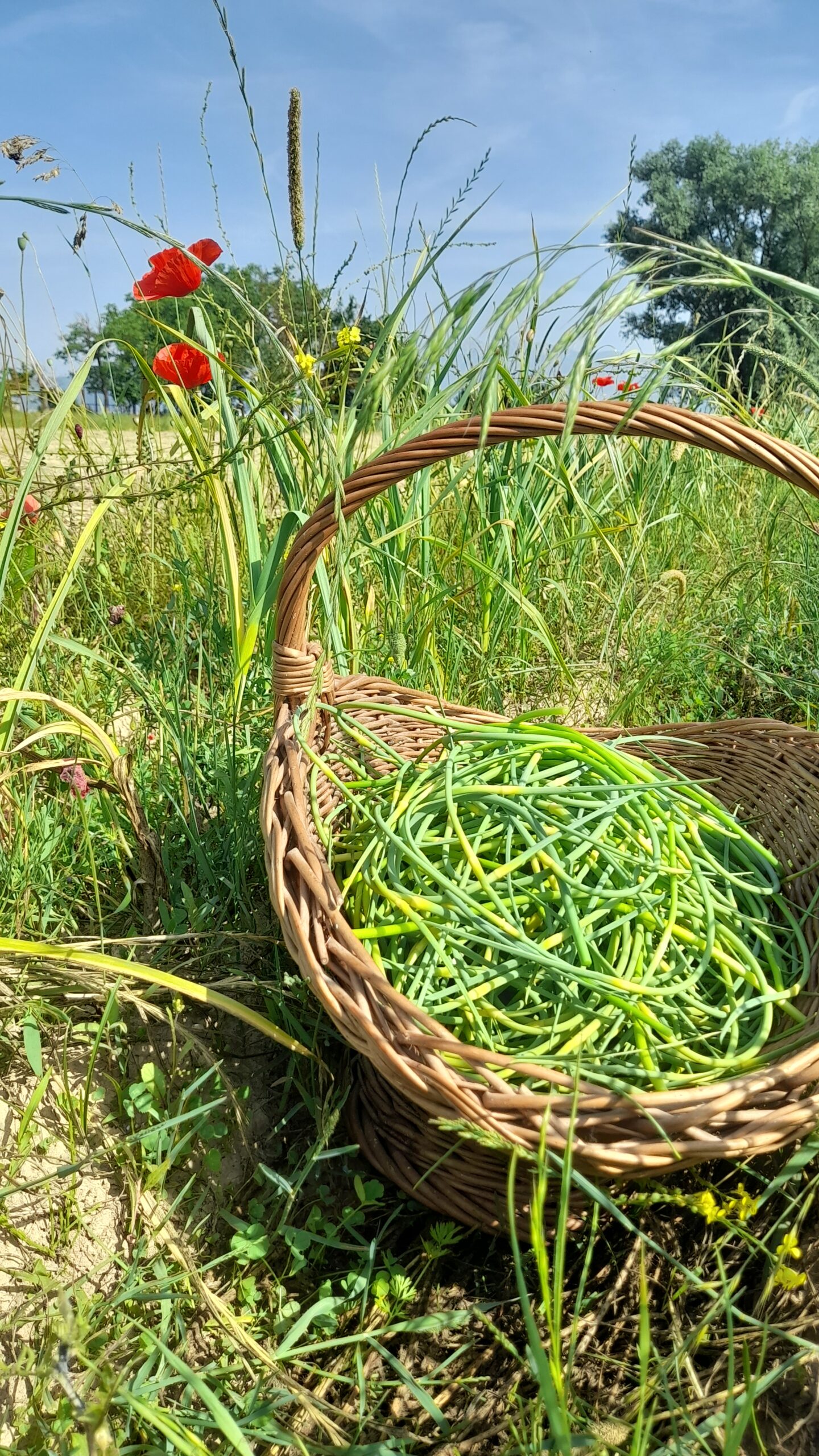 Scapi fiorali di aglio rosso freschi - zolle talli di aglio rosso in mazzetti crastateji - immagine 2